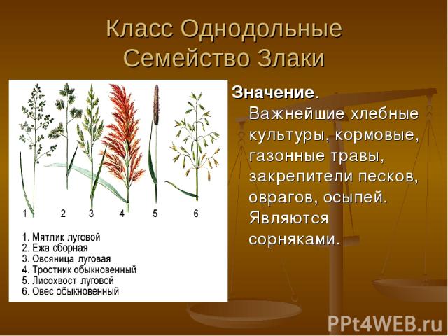 Класс Однодольные Семейство Злаки Значение. Важнейшие хлебные культуры, кормовые, газонные травы, закрепители песков, оврагов, осыпей. Являются сорняками.