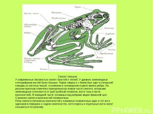 Скелет лягушки. У современных бесхвостых скелет простой и легкий. У древних земн