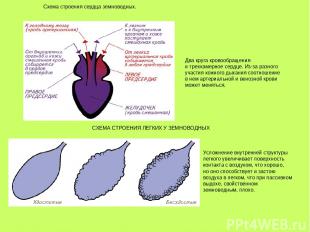 Схема строения сердца земноводных. Два круга кровообращения и трехкамерное сердц