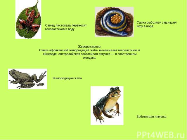 Самец листолаза переносит головастиков в воду. Самка рыбозмея защищает икру в норе. Живорождение. Самка африканской живородящей жабы вынашивает головастиков в яйцеводе, австралийская заботливая лягушка — в собственном желудке. Живородящая жаба Забот…