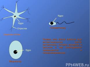 Ядро Отростки Нервная клетка Ядро Яйцеклетка Ядро Сперматозоид Помимо этих клето