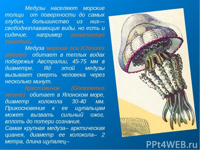 Медузы населяют морские толщи от поверхности до самых глубин, большинство из них—свободноплавающие виды, но есть и сидячие, например халиклистус ушастый. Медуза морская оса (Chinorex phleceri) обитает в теплых водах побережья Австралии, 45-75 мм в д…
