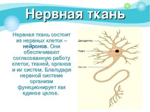 Нервная ткань Нервная ткань состоит из нервных клеток – нейронов. Они обеспечива