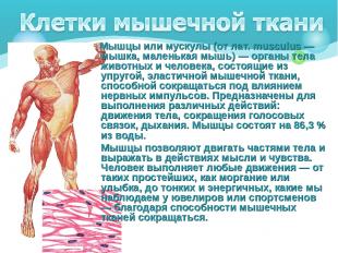 Мышцы или мускулы (от лат. musculus — мышка, маленькая мышь) — органы тела живот