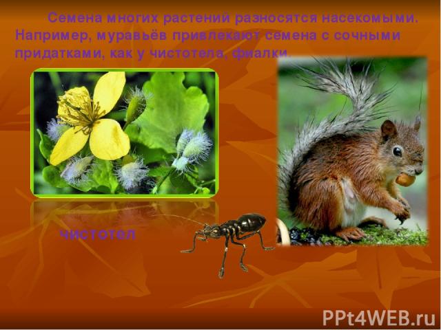 Семена многих растений разносятся насекомыми. Например, муравьёв привлекают семена с сочными придатками, как у чистотела, фиалки. чистотел