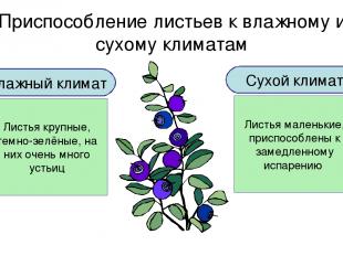 Приспособление листьев к влажному и сухому климатам Влажный климат Листья крупны