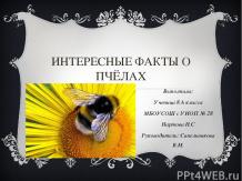 Интересные исторические факты о пчелах