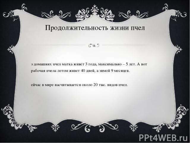 Продолжительность жизни пчел Из домашних пчел матка живет 3 года, максимально – 5 лет. А вот рабочая пчела летом живет 40 дней, а зимой 9 месяцев. Сейчас в мире насчитывается около 20 тыс. видов пчел.