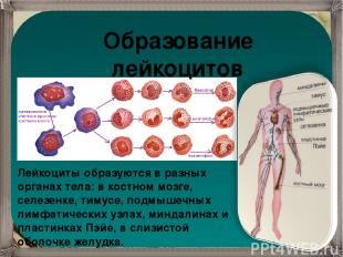 Образование лейкоцитов Лейкоциты образуются в разных органах тела: в костном моз