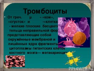 Тромбоциты От греч. θρόμβος  - «ком», «сгусток» и κύτος  -«клетка»  - мелкие пло