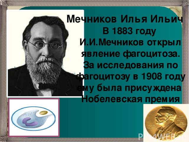 Мечников Илья Ильич В 1883 году И.И.Мечников открыл явление фагоцитоза. За исследования по фагоцитозу в 1908 году ему была присуждена Нобелевская премия