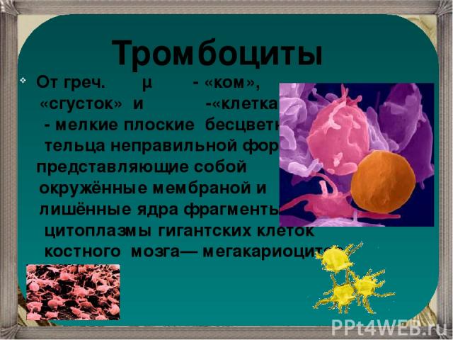 Тромбоциты От греч. θρόμβος  - «ком», «сгусток» и κύτος  -«клетка»  - мелкие плоские бесцветные тельца неправильной формы, представляющие собой окружённые мембраной и лишённые ядра фрагменты цитоплазмы гигантских клеток костного мозга— мегакариоцитов.