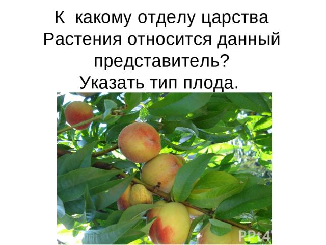 К какому отделу царства Растения относится данный представитель? Указать тип плода.