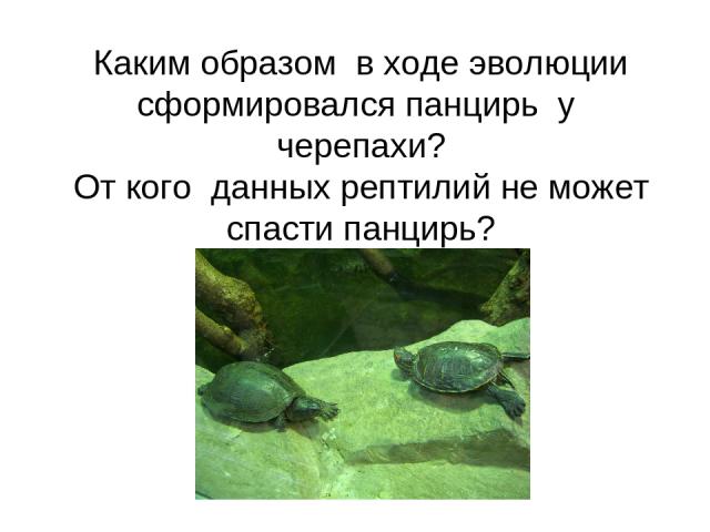 Каким образом в ходе эволюции сформировался панцирь у черепахи? От кого данных рептилий не может спасти панцирь?