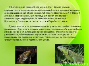 Обыкновенная или зелёная игуана (лат. Iguana iguana)- крупная растительноядная я