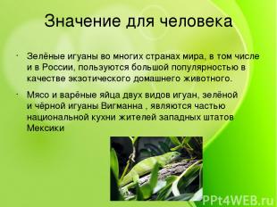 Значение для человека Зелёные игуаны во многих странах мира, в том числе и в Рос