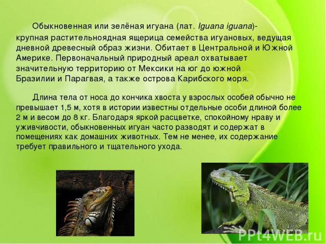 Обыкновенная или зелёная игуана (лат. Iguana iguana)- крупная растительноядная ящерица семейства игуановых, ведущая дневной древесный образ жизни. Обитает в Центральной и Южной Америке. Первоначальный природный ареал охватывает значительную территор…