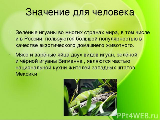 Значение для человека Зелёные игуаны во многих странах мира, в том числе и в России, пользуются большой популярностью в качестве экзотического домашнего животного.  Мясо и варёные яйца двух видов игуан, зелёной и чёрной игуаны Вигманна , являются ча…
