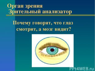 Орган зрения Зрительный анализатор Почему говорят, что глаз смотрит, а мозг види