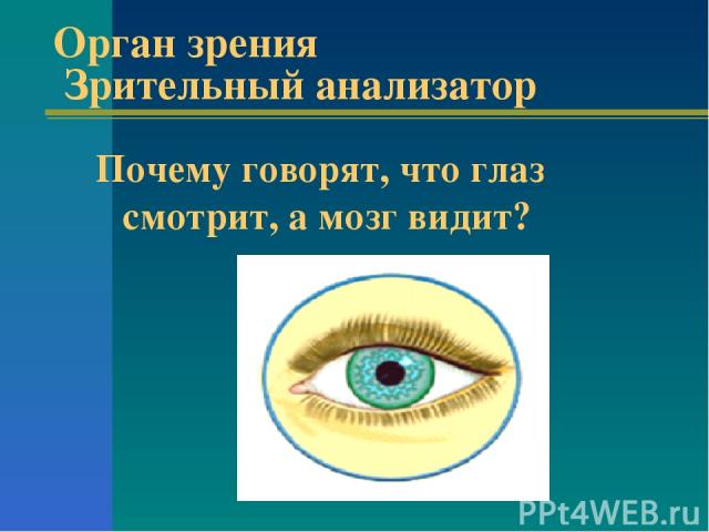 Орган зрения Зрительный анализатор Почему говорят, что глаз смотрит, а мозг видит?