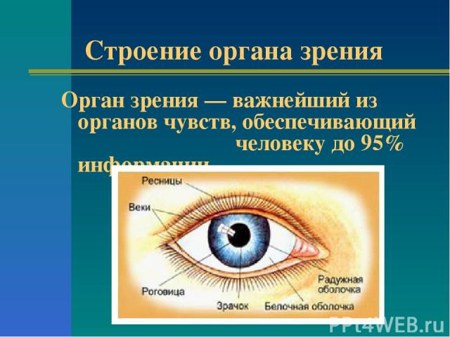 Строение органа зрения Орган зрения — важнейший из органов чувств, обеспечивающий человеку до 95% информации.