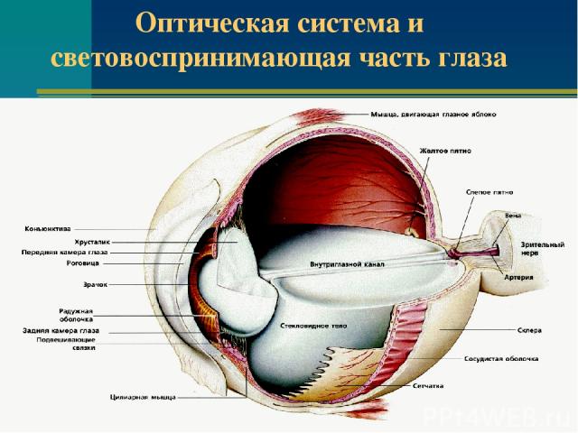 Оптическая система и световоспринимающая часть глаза