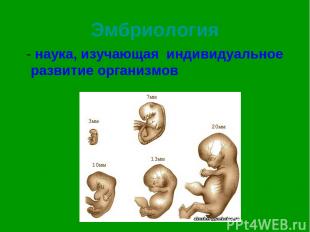 Эмбриология - наука, изучающая индивидуальное развитие организмов
