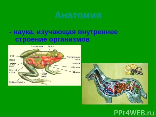 Анатомия - наука, изучающая внутреннее строение организмов