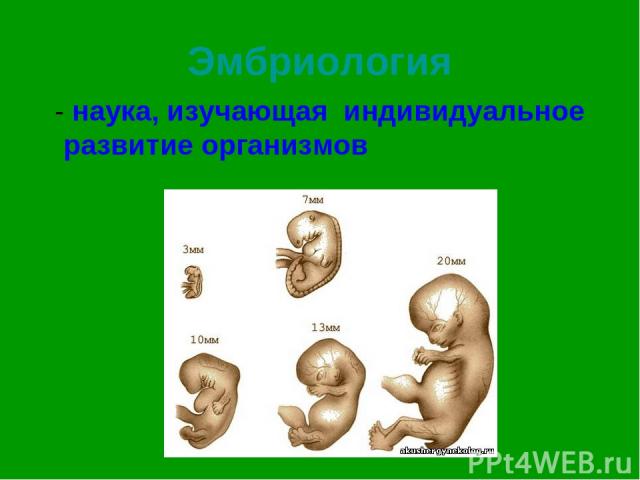 Эмбриология - наука, изучающая индивидуальное развитие организмов