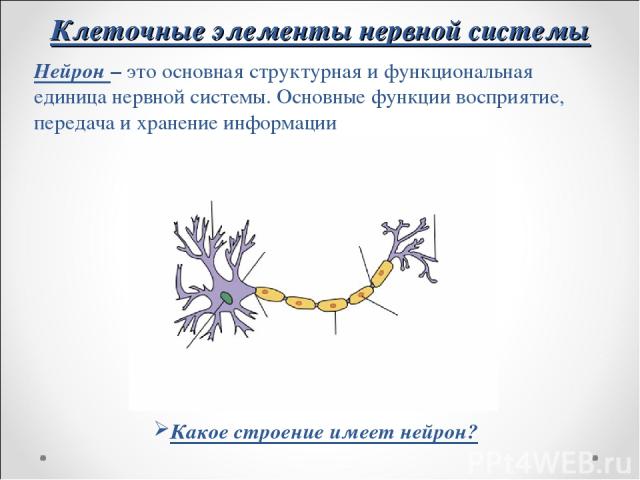 Клеточные элементы нервной системы Нейрон – это основная структурная и функциональная единица нервной системы. Основные функции восприятие, передача и хранение информации Какое строение имеет нейрон?