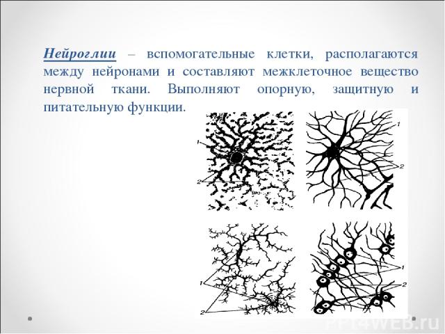 Нейроглии – вспомогательные клетки, располагаются между нейронами и составляют межклеточное вещество нервной ткани. Выполняют опорную, защитную и питательную функции.