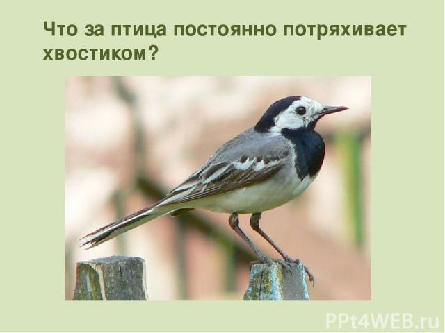Что за птица постоянно потряхивает хвостиком?