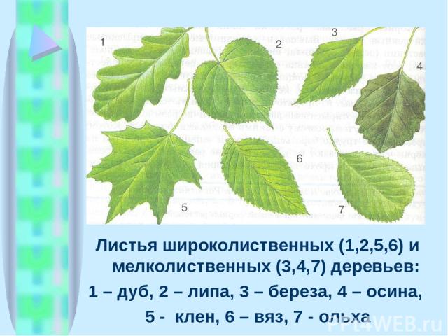 Листья широколиственных (1,2,5,6) и мелколиственных (3,4,7) деревьев: 1 – дуб, 2 – липа, 3 – береза, 4 – осина, 5 - клен, 6 – вяз, 7 - ольха
