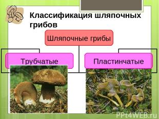 Классификация шляпочных грибов