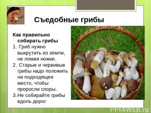 Съедобные грибы Как правильно собирать грибы Гриб нужно выкрутить из земли, не л