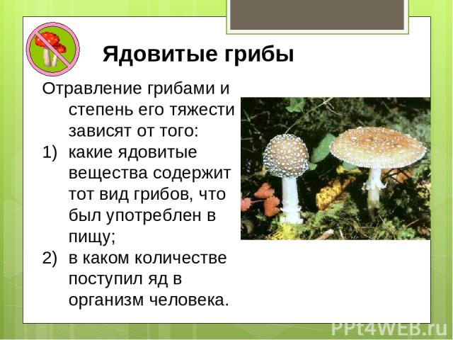 Ядовитые грибы Отравление грибами и степень его тяжести зависят от того: какие ядовитые вещества содержит тот вид грибов, что был употреблен в пищу; в каком количестве поступил яд в организм человека.