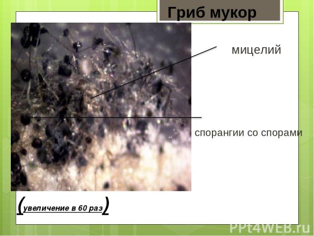 Гриб мукор (увеличение в 60 раз) спорангии со спорами мицелий