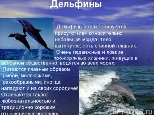 Дельфины Дельфины характеризуются присутствием относительно небольшая морда; тел