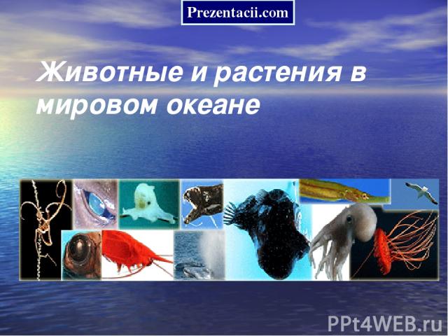 Животные и растения в мировом океане Prezentacii.com