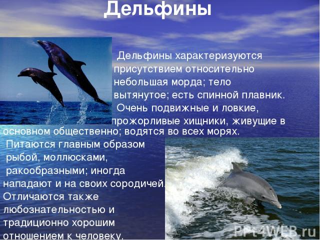 Дельфины Дельфины характеризуются присутствием относительно небольшая морда; тело вытянутое; есть спинной плавник. Очень подвижные и ловкие, прожорливые хищники, живущие в основном общественно; водятся во всех морях. Питаются главным образом рыбой, …