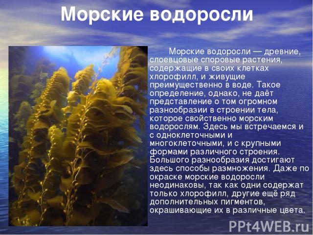 Морские водоросли Морские водоросли — древние, слоевцовые споровые растения, содержащие в своих клетках хлорофилл, и живущие преимущественно в воде. Такое определение, однако, не даёт представление о том огромном разнообразии в строении тела, которо…