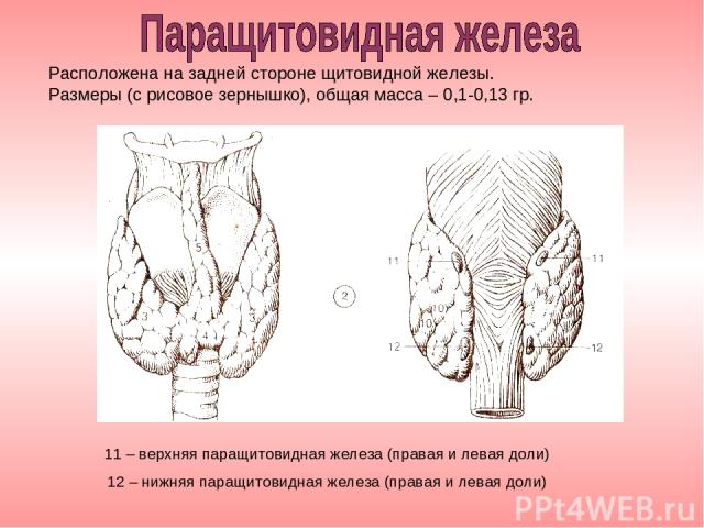 11 – верхняя паращитовидная железа (правая и левая доли) 12 – нижняя паращитовидная железа (правая и левая доли) Расположена на задней стороне щитовидной железы. Размеры (с рисовое зернышко), общая масса – 0,1-0,13 гр.
