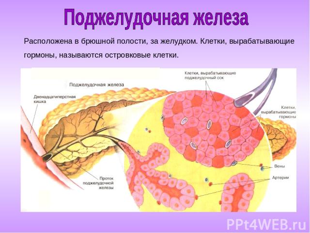 Расположена в брюшной полости, за желудком. Клетки, вырабатывающие гормоны, называются островковые клетки.