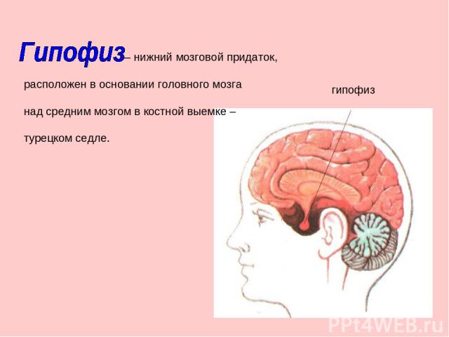 – нижний мозговой придаток, расположен в основании головного мозга над средним мозгом в костной выемке – турецком седле. гипофиз