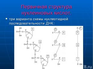 Первичная структура нуклеиновых кислот. три варианта схемы нуклеотидной последов