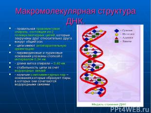 Макромолекулярная структура ДНК. - правильная правовинтовая спираль, состоящая и