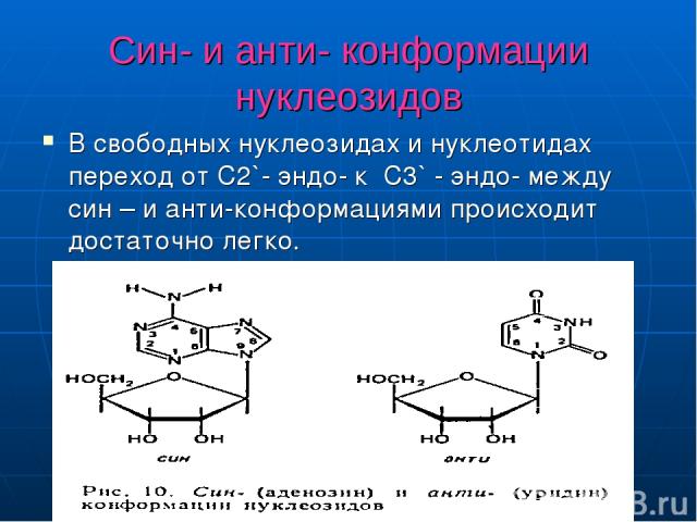 Син- и анти- конформации нуклеозидов В свободных нуклеозидах и нуклеотидах переход от C2`- эндо- к C3` - эндо- между син – и анти-конформациями происходит достаточно легко.
