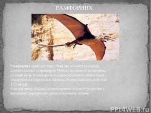 Рамфоринх наиболее известный представитель отряда длиннохвостых птерозавров. Оби
