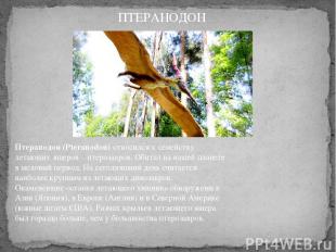 Птеранодон (Pteranodon) относился к семейству летающих ящеров – птерозавров. Оби