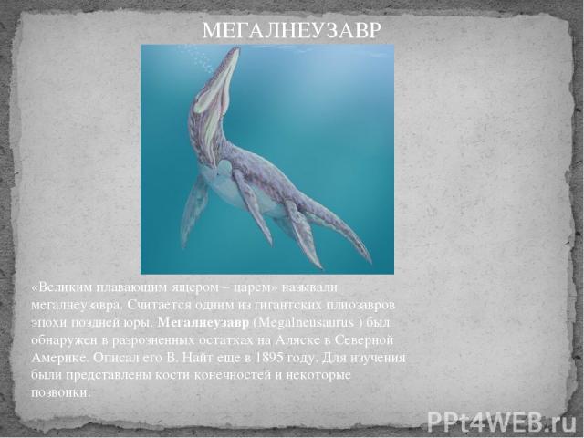 «Великим плавающим ящером – царем» называли мегалнеузавра. Считается одним из гигантских плиозавров эпохи поздней юры. Мегалнеузавр (Megalneusaurus ) был обнаружен в разрозненных остатках на Аляске в Северной Америке. Описал его В. Найт еще в 1895 г…